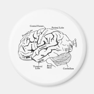 Human Brain Magnet