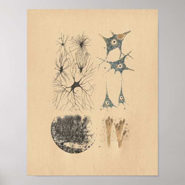 Human Brain Neuron Anatomy Vintage Print (Front)
