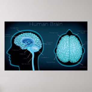 Human Brain Poster