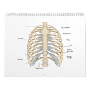 Human chest anatomy calendar
