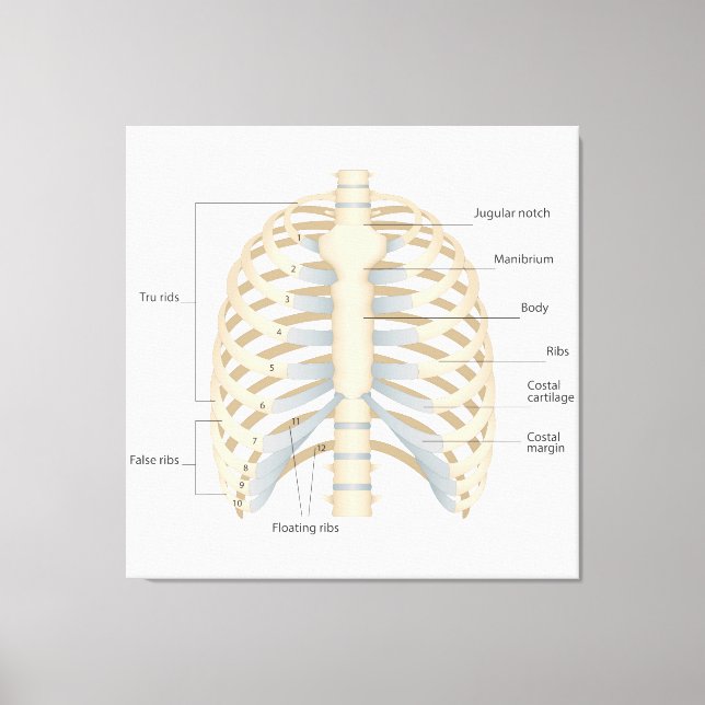 Human chest anatomy canvas print (Front)