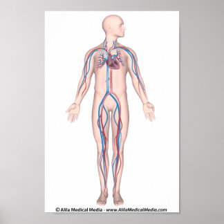 Human circulation system unlabeled poster
