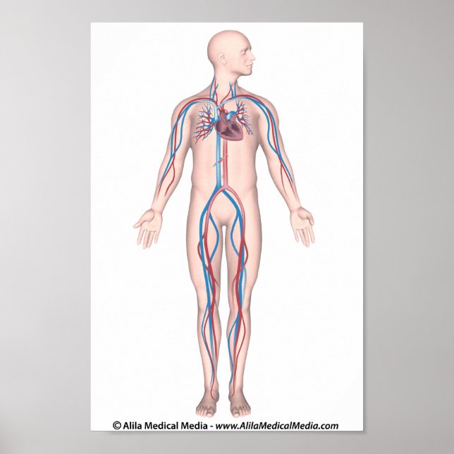 Human circulation system unlabeled poster (Front)