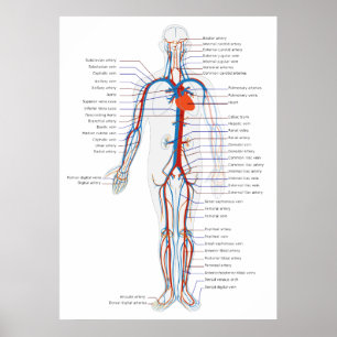 Human Circulatory System Anterior View Diagram Poster