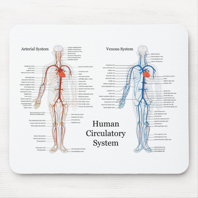 Human Circulatory System of Arteries and Veins Mouse Pad (Front)