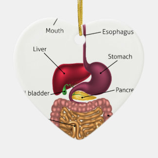 Human Digestive Tract System Ceramic Tree Decoration