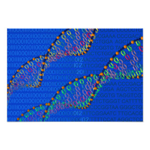 Human DNA and synthetic DNA poster