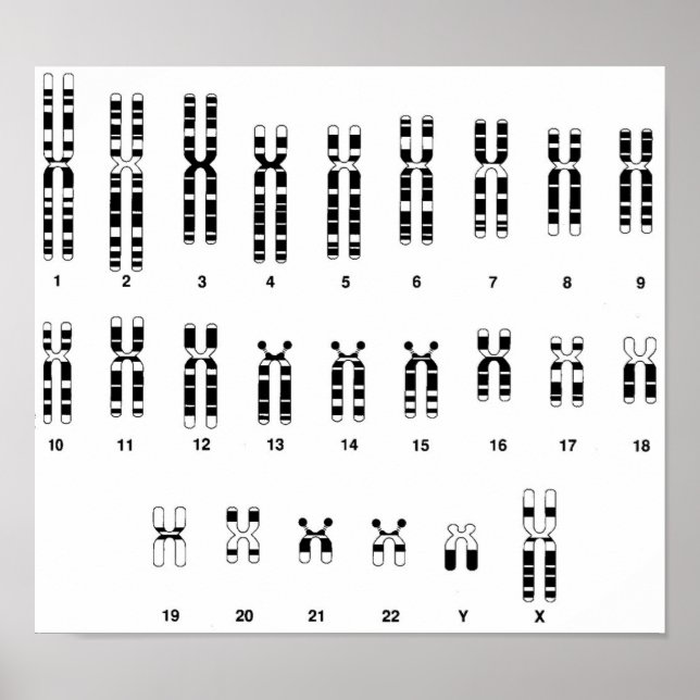 Human DNA Poster (Front)