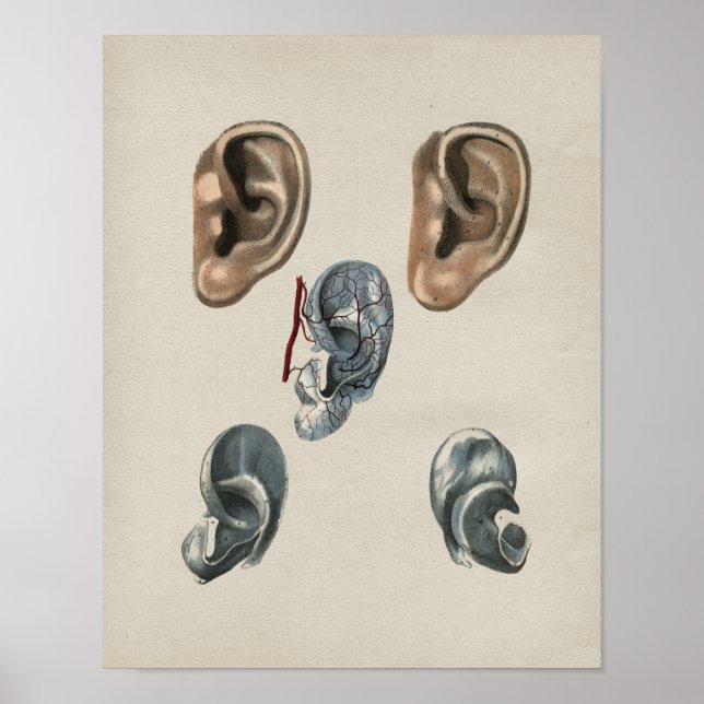 Human Ear Anatomy Vintage Print (Front)