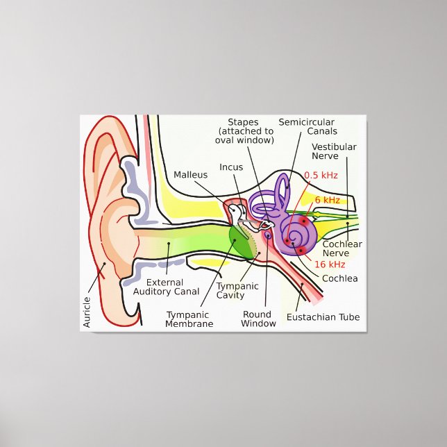 Human Ear Cochlear Frequency Mapping Diagram  Canvas Print (Front)