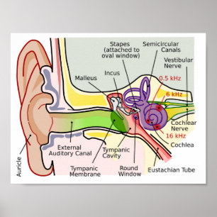 Human Ear Cochlear Frequency Mapping Diagram Post Poster