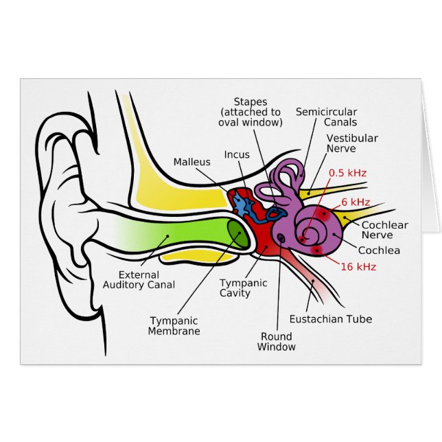 Human Ear Diagram with Cochlear Frequency Mapping (Front Horizontal)