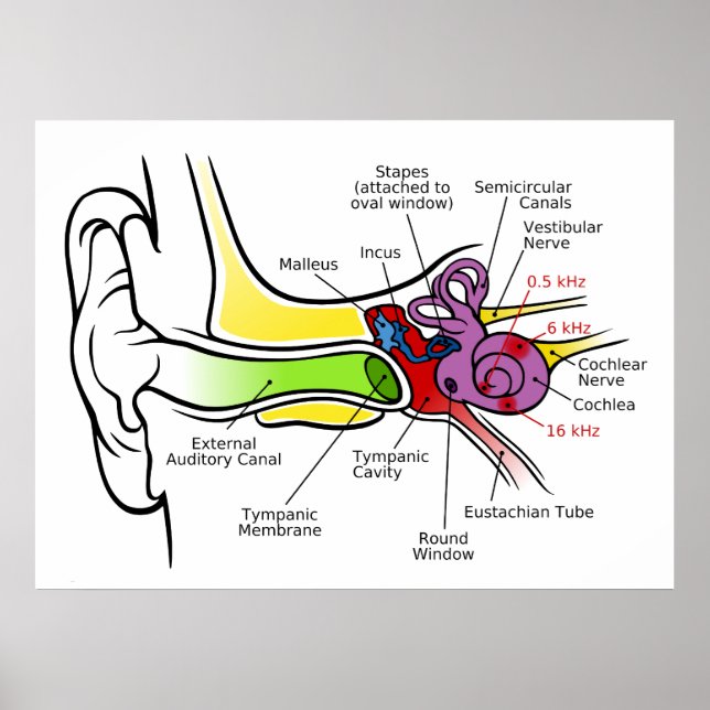 Human Ear Diagram with Cochlear Frequency Mapping Poster (Front)