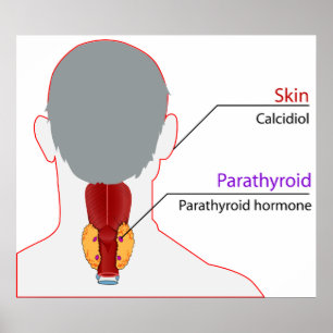 Human Endocrine System Calcium Regulation Chart