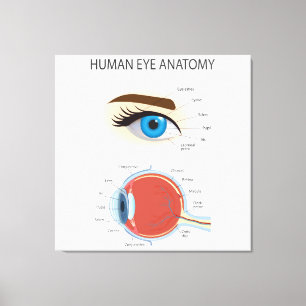Human eye anatomy canvas print