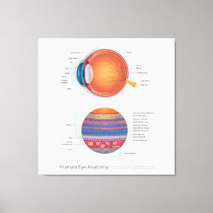 Human Eye Anatomy Canvas Print