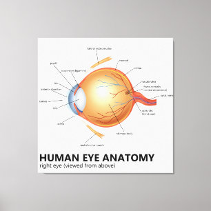 Human Eye Anatomy of Right Eye Canvas Print