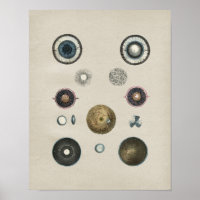 Human Eye Anatomy Vintage Print