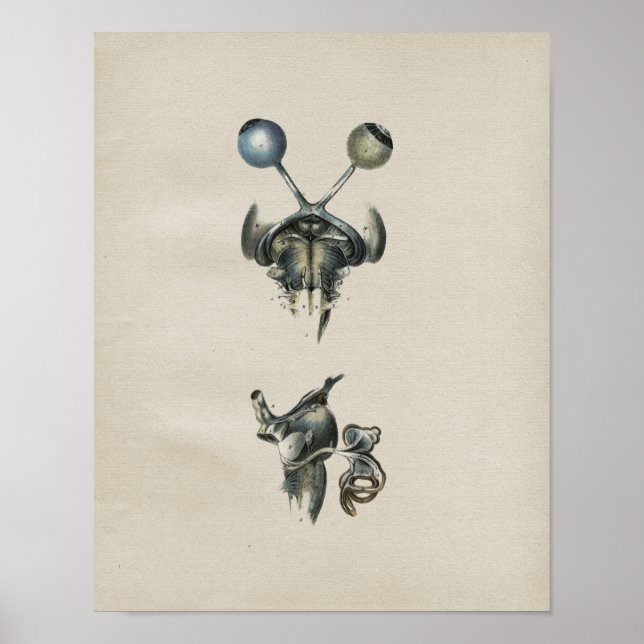 Human Eye Brain Anatomy Vintage Print (Front)
