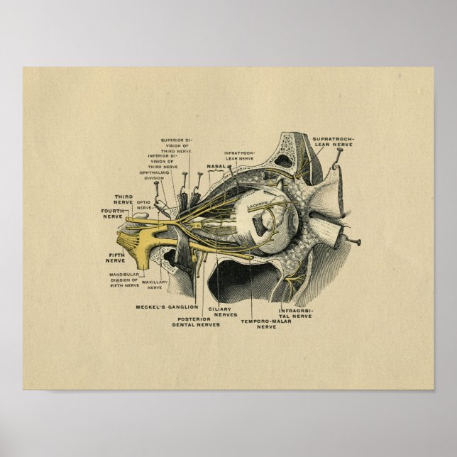 Human Eye Nerves Anatomy 1902 Vintage Print (Front)