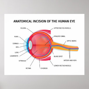 Human Eyeball Anatomy  Poster
