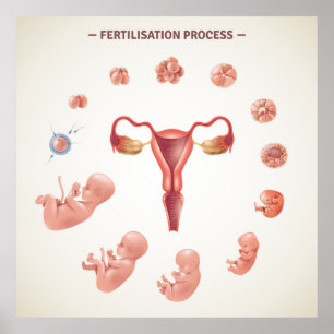 Human Fertilisation cess Poster