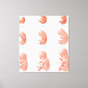 Human Foetus Canvas Print