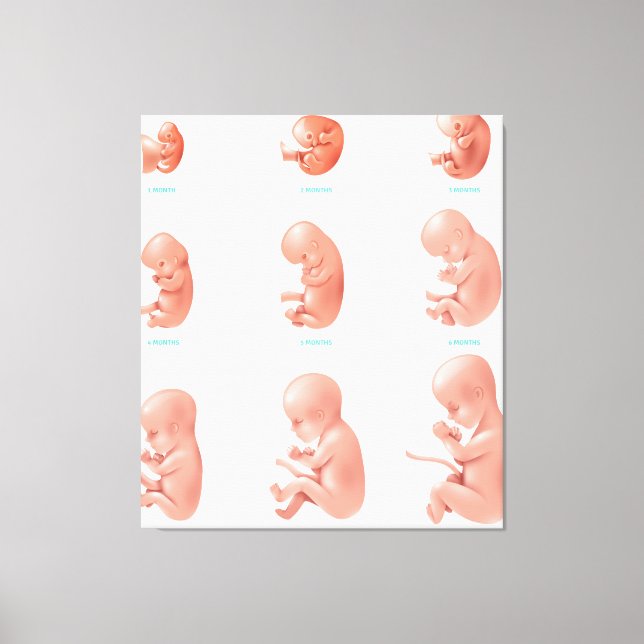 Human Foetus Canvas Print (Front)