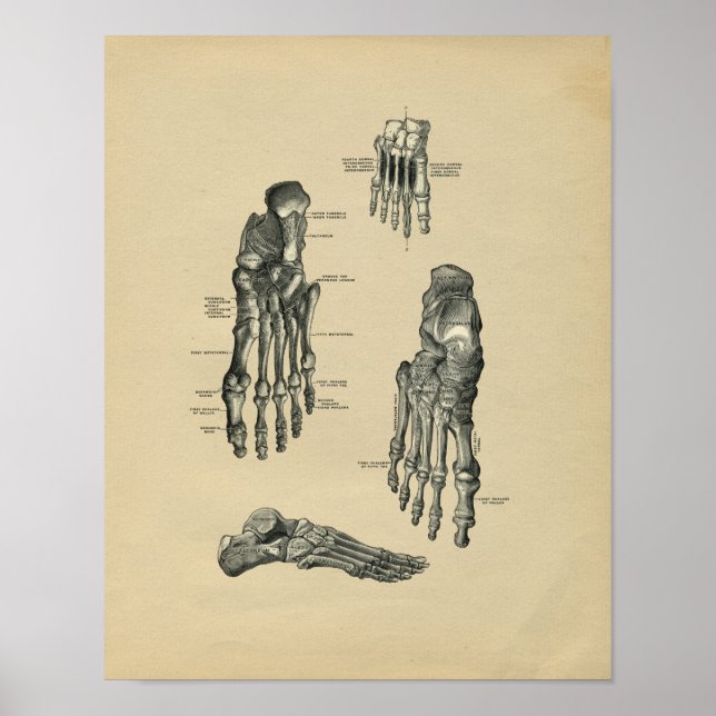 Human Foot Anatomy 1902 Vintage Print (Front)