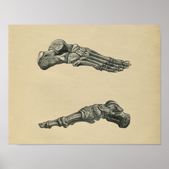 Human Foot Anatomy 1902 Vintage Print (Front)