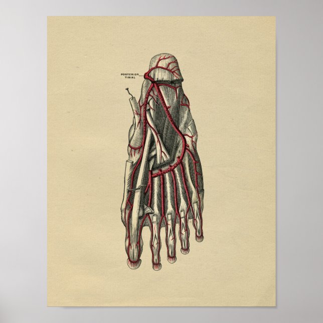 Human Foot Anatomy 1902 Vintage Print (Front)