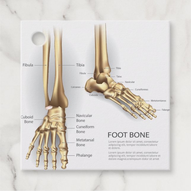 Human Foot Bone Favour Tags (Front)