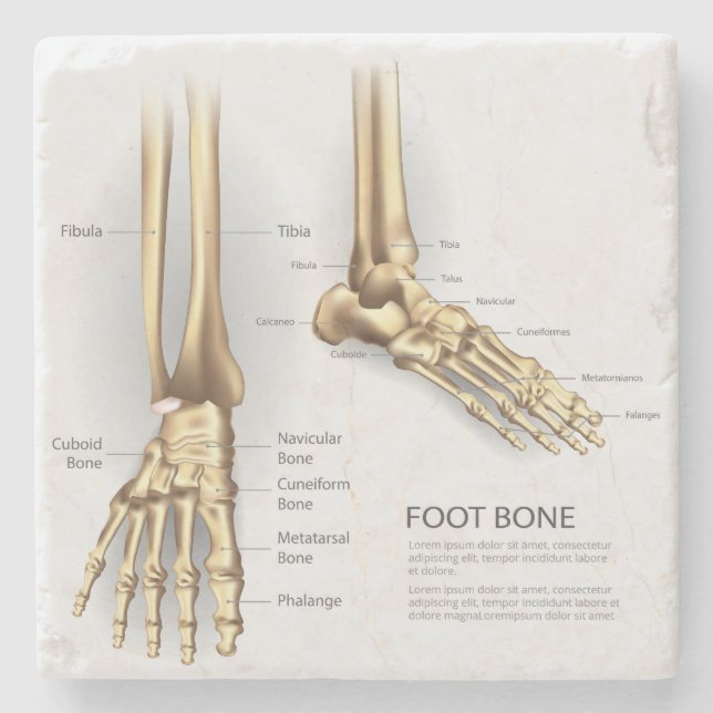 Human Foot Bone Stone Coaster (Front)