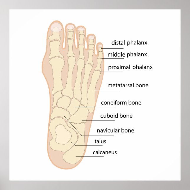 Human foot bones anatomy poster (Front)