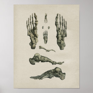 Human Foot Bones Anatomy Vintage Print