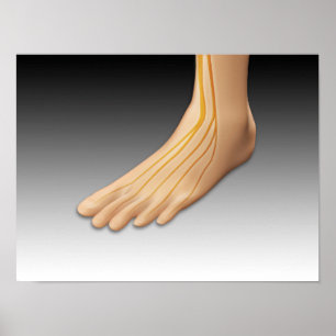 Human Foot With Nervous System 2 Poster