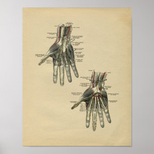 Human Hand Anatomy 1902 Vintage Print