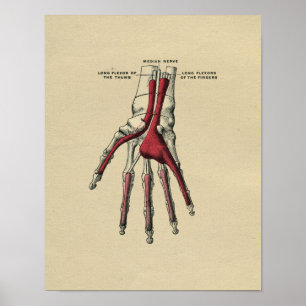 Human Hand Anatomy 1902 Vintage Print