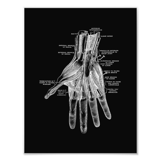 Human Hand Anatomy in Black and White Print (Front)