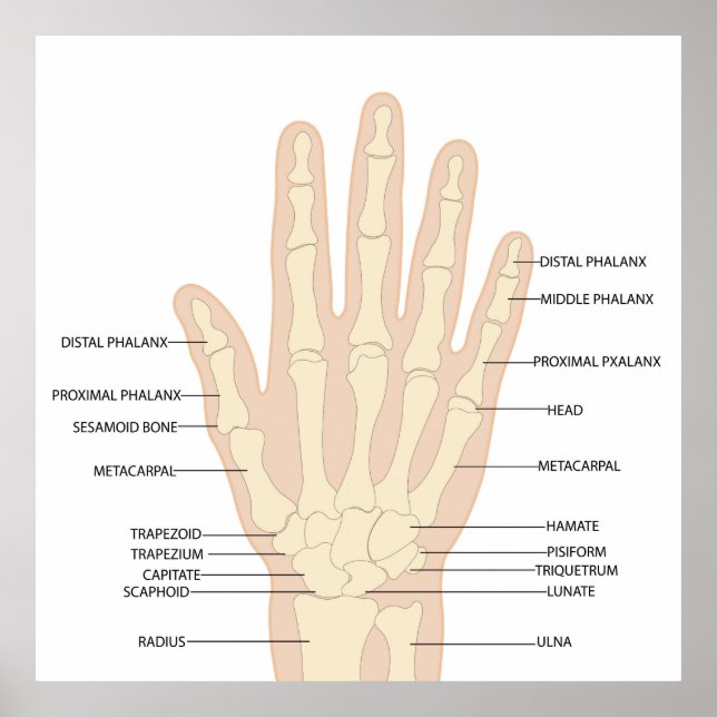 Human hand anatomy  poster (Front)
