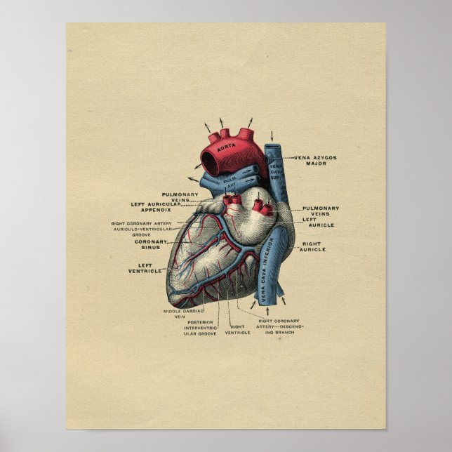 Human Heart Anatomy 1902 Vintage Print (Front)