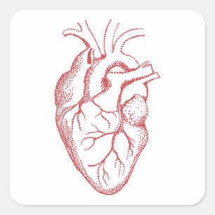 Human heart anatomy drawing square sticker