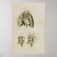 Human Heart and Lungs Vintage Anatomy Print