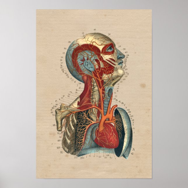 Human Heart Head Neck Anatomy 1841 Print (Front)