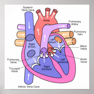 Human Heart Poster