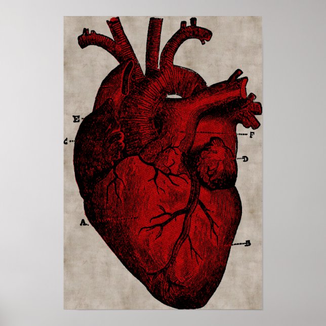 Human Heart Poster (Front)