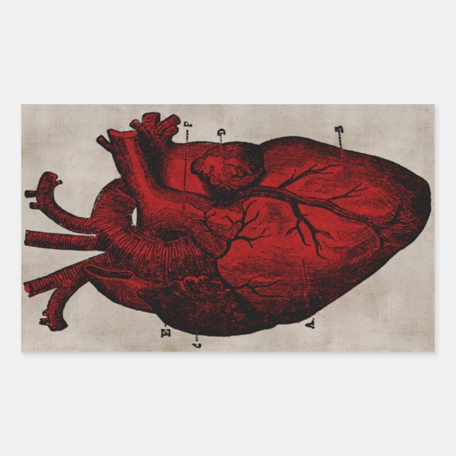 Human Heart Sticker (Front)