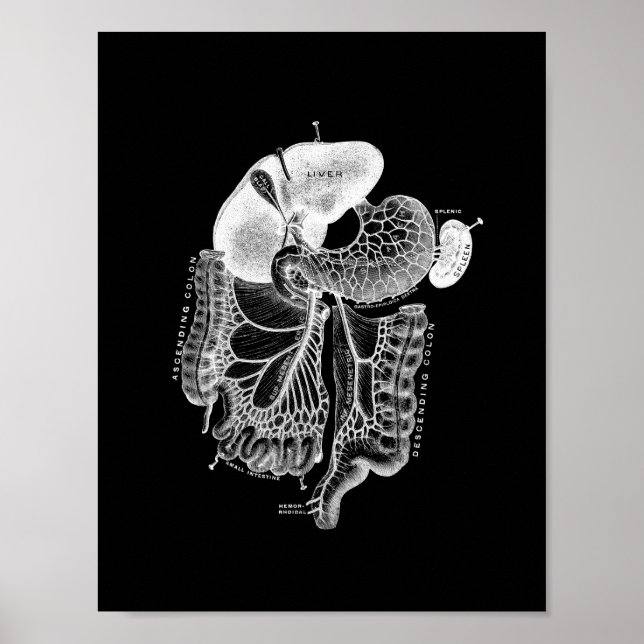 Human Internal Anatomy in Black and White Print (Front)