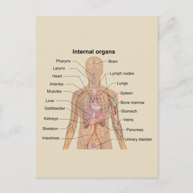Human Internal Organs Chart Postcard (Front)