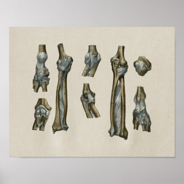 Human Joint Anatomy Vintage Print (Front)